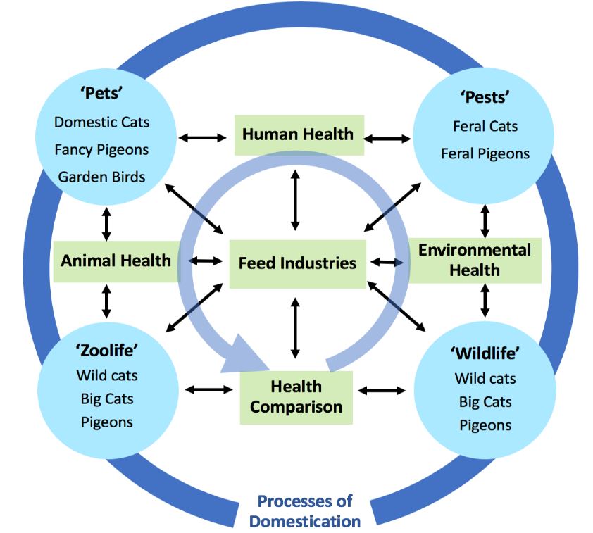 Research foci