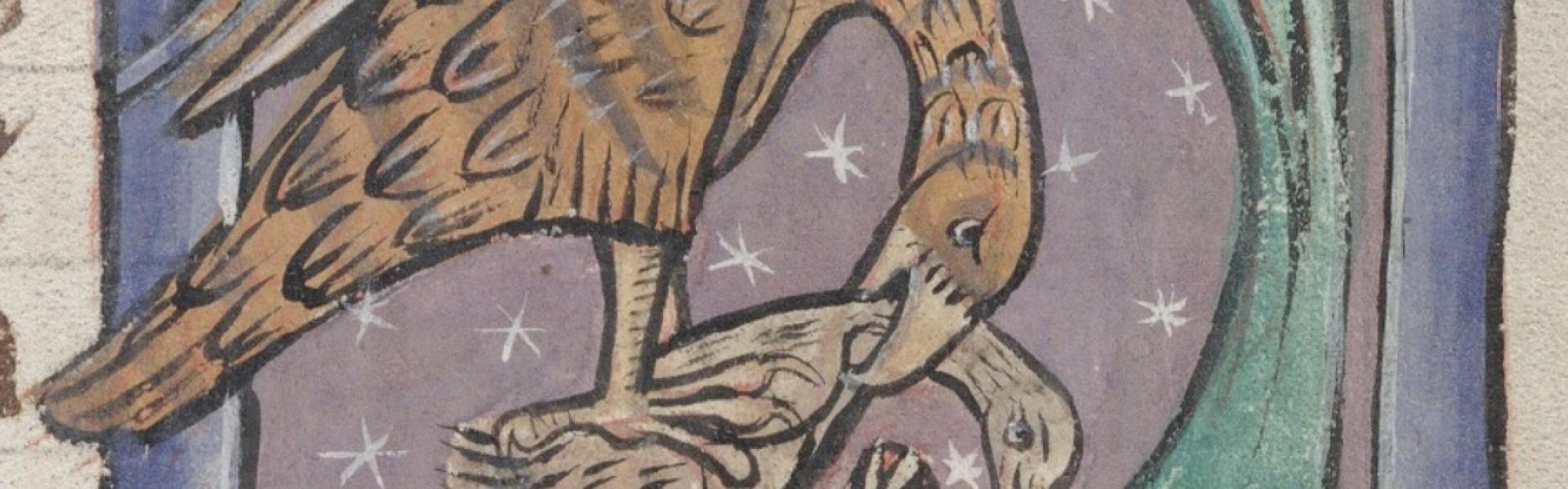 Red kite from a bestiary by Bodleian Library, Oxford University