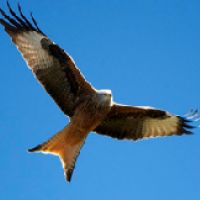 red kite flying